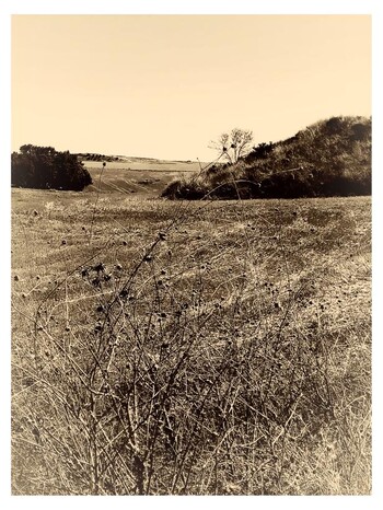 La fosa de las cosas muertas